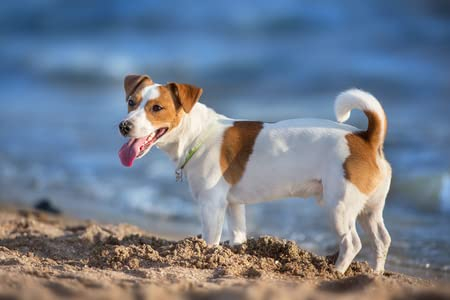 adrium Poster-Bild 90 x 60 cm: Jack Russel Terrier am Meeresufer(122768167)