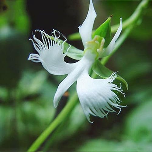 100 semi di orchidea airone bianco, raro bellissimo giardino domestico, ornamento floreale per piantare giardini