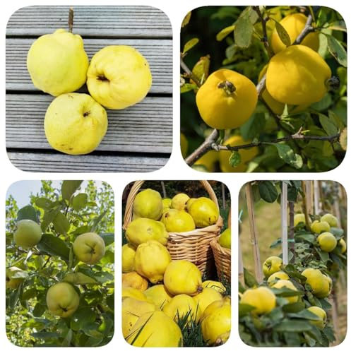 300 pcs Quittenbaum Samen, säulenobstbäume, garten Obstbäume, Cydonia oblonga, bonsai samen, winterharte pflanzen für balkon extrem winterharte kübelpflanzen, seeds säulenobst winterhart,