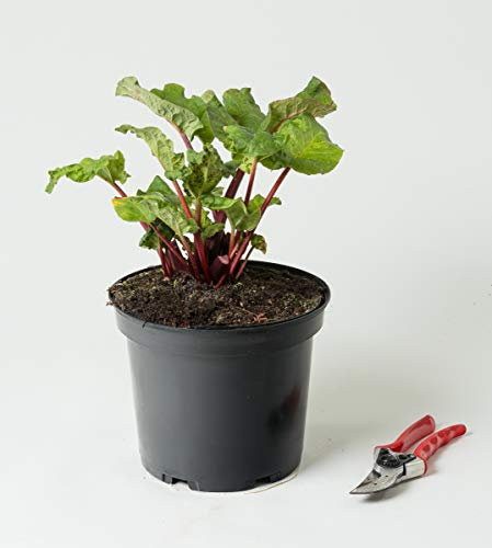 Rhabarber Holsteiner Blut - Rheum Holsteiner Blut Im Topf - Garten von Ehren