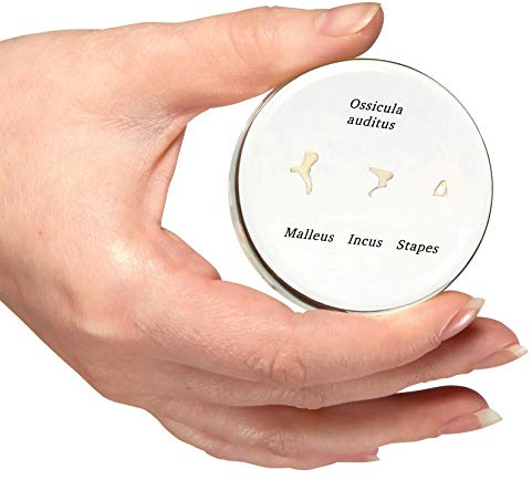 3B Scientific® Gehörknöchelchen-Modell – Lebensgroße menschliche Ohrknochen (Hammer, Amboss, Steigbügel), Langlebiges PVC + Smart Anatomy App (5 Jahre Garantie)