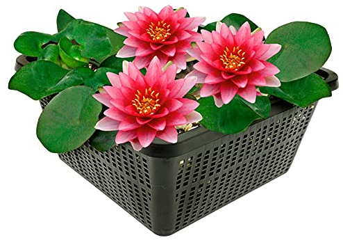 vdvelde.com - Rote Seerose - Nymphaea Attraction - - Große Seerose- Ausgewachsene Höhe: 10 cm- Platzierung: -10 bis -100 cm