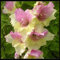 Colores Planta De Gladiolos Vertical, Calas Gigantes Bulbos De Calas, Novato Bulbos, JardíN, Cultivos De Colores Brillantes, Gladiolos Bulbos, 3bulbos-D