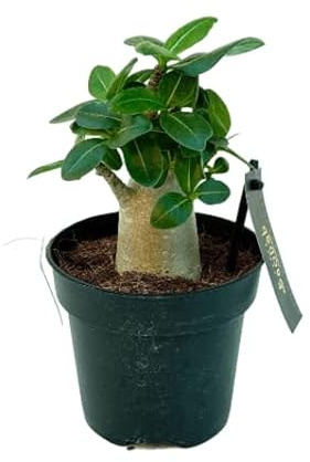 VANDAS Adenium Ansu Baobab – Pianta Ornamentale da Interno/Esterno | Tronco Rigonato & Fiori Cerosi | Made in Italy