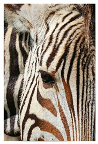 artboxONE Poster 30x20 cm Tiere Zebra Streifen Liebe - Bild zebrastreifen zebrastreifen