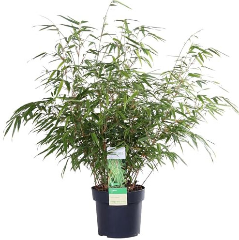Bambou - Fargesia Rufa - ↨60cm - Ø19 - plante d'extérieur