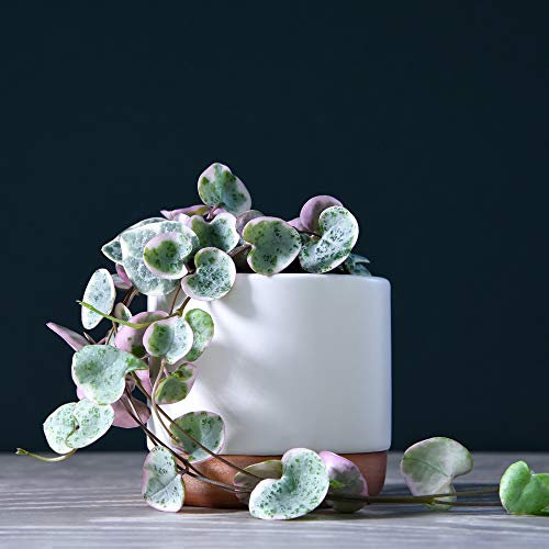 String of Hearts Variegated Plant for Indoor House Office Plants Rosary Vine Ceropegia woodii variegata Trailing Hanging Foliage 8cm Pot + Decorative White & Rose Gold Pot by Thompson and Morgan