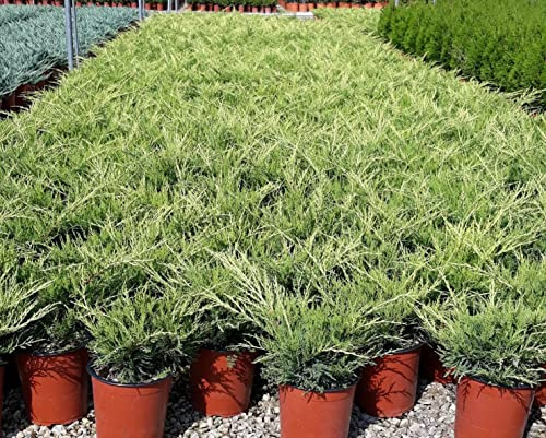 Juniperus x Media Pfitzeriana 'Old Gold' vaso 19 cm