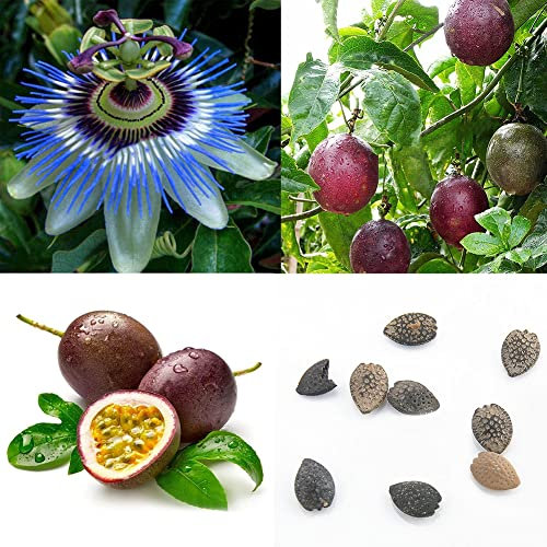 Haloppe 40 Unids Semillas de Fruta de la Pasión para la Plantación de Jardín en el Hogar, Tropical Exotic Vine Passion Purple Passiflora Edulis Fruit Plant Seeds