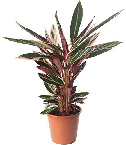 Calathea Triostar Large Indoor House Plant Real Tropical Evergreen Tall Plants (70-80cm (Incl. Pot))