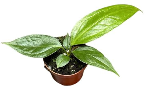 Anthurium Big Bill - Flamingoblume - Zimmerpflanze - Ø10,5cm - ↑15cm
