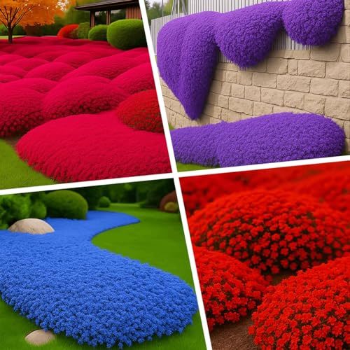 ZXZHYiYao 3000Pcs Creeping Thyme Seeds, Flower Seeds Ground Cover Carpet, Creeping Thyme Perennial Flowering Garden