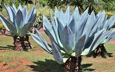 Agave americana, Rare grassa secolo Sementi delle piante esotiche Maguey Aloe 100 semi