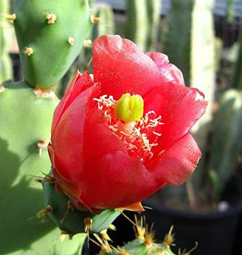 Portal Cool Opuntia Bergeriana # 18-09 - Pianta di Cactus a fico d'India con radice di Fiore Rosso 10:Seeds Only