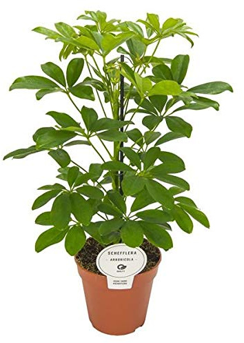 Schefflera arboricola Nora - Planta de rodadura (45 cm)
