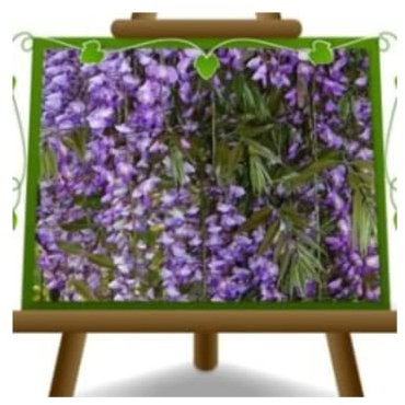 Wisteria Sinensis Prematura Glicine Viola Blu - Piante Rampicanti su vaso da 17 - altezza 200 cm