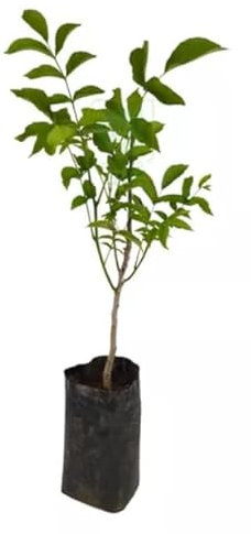 Árbol Frutal - Nogal Natural Ideal para el Jardín o la Terraza