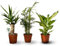 Attitude Jardin - Lot de 3 de plantes d'intérieur - 30-40 cm - ⌀ 12 cm - lot de 3 - purificateur d'air