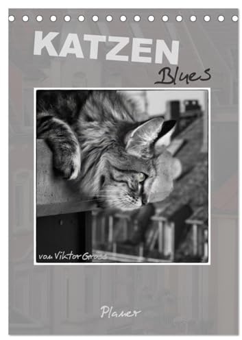Katzen Blues/Planer (Tischkalender 2026 DIN A5 hoch), CALVENDO Monatskalender: Norwegische Waldkatzen - über den Dächern von Münster (CALVENDO Tiere)