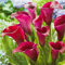 Calas bulbos,bulbos calas gigantes,calas Plantas naturales,Decoración del jardín,zantedeschia aethiopica,Planta De Calas,Embellecer el entorno,Bulbos de calas de colores,perennes.-2bulbos-A