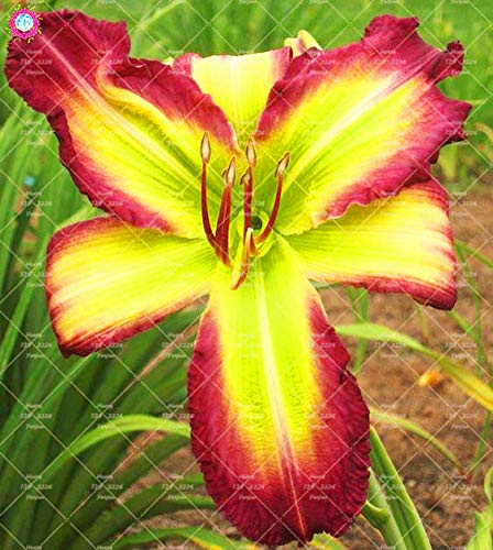 Shopmeeko 20 STÜCKE Taglilie Blumen pflanze Seltene Farbe Hybrid Hemerocallis Neue Taglilie Chinesische kräuterpflanze Mehrjährige Essbare: 10