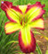 Shopmeeko 20 STÃœCKE Taglilie Blumen pflanze Seltene Farbe Hybrid Hemerocallis Neue Taglilie Chinesische kräuterpflanze Mehrjährige Essbare: 10