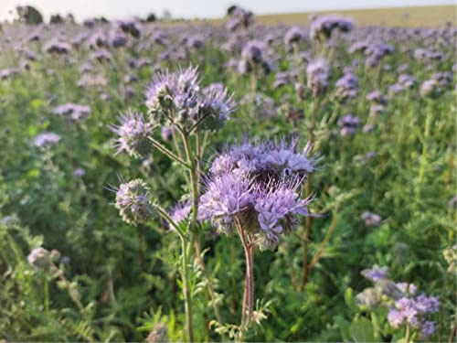 deutsche Samen der Phacelia (lat. Phacelia tanacetifolia), pflegeleichte blaue Bienenweide, Rainfarn Phazelie oder Bienenfreund, bietet für Bienen viel wertvollen Nektar und Pollen (20.000 Samen)