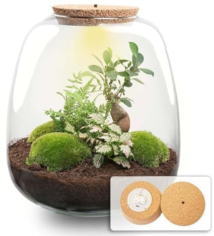 urbanjngl - urbanjngl.com - Emma - Bonsai Pink - Flaschengarten mit Licht - DIY Terrarium mit Pflanzen im Glas - Ø 23 cm ↑ 25 cm