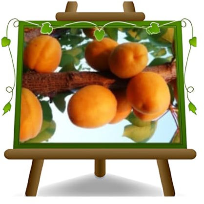 EURO PLANTS VIVAI Abricotier arbre de Abricotiers Sungiant plante fruitière sur un pot de 26 cm. Hauteur maximale 180 cm. - 4 ans