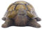 CAXUSD Resin Tortoise Outdoor Decor Garden Ornament for Lawn Backyard Park Decoration Charming Home Landscape Adorn for Friends Family