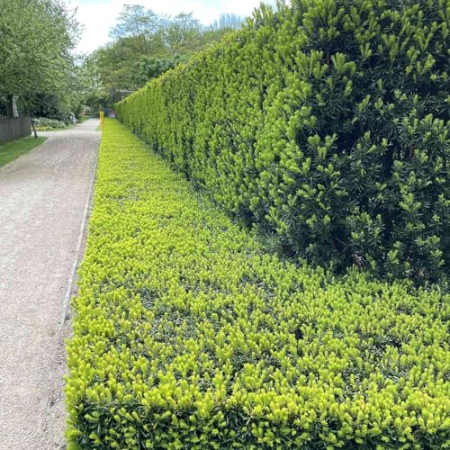 GARTEN SCHLÜTER® Europäische Eibe Taxus baccata - 3-5 Liter - Topf | Schnittverträgliche Heckenpflanze mit dichtem Wuchs, dekorative rote Beeren 40-60 cm