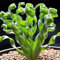 PERZOE 100 Pcs Rare Graines De Fleurs d'herbe en Spirale, Plante Succulente Bonsaï en Pot Décor À La Maison Spral Graines d'herbe 100pcs