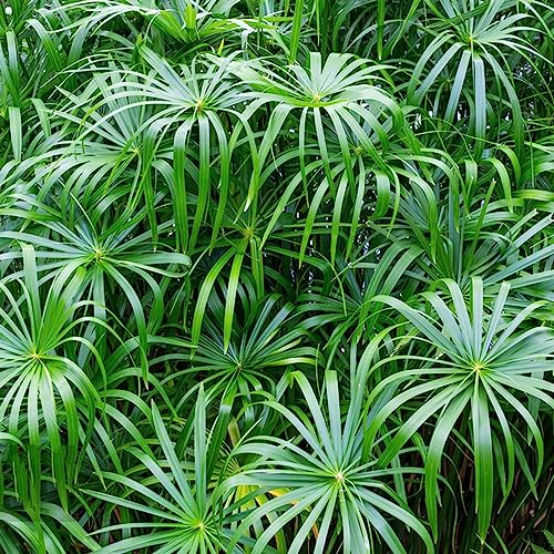50 Pcs Cyperus Papyrus Pflanze Samen - Zypergras - Grünpflanzen Zimmerpflanzen Ziergräser Winterhart, Exotische Pflanzen, Bio Saatgut Seltene Samen, Gartenpflanze Topfpflanzen Draußen