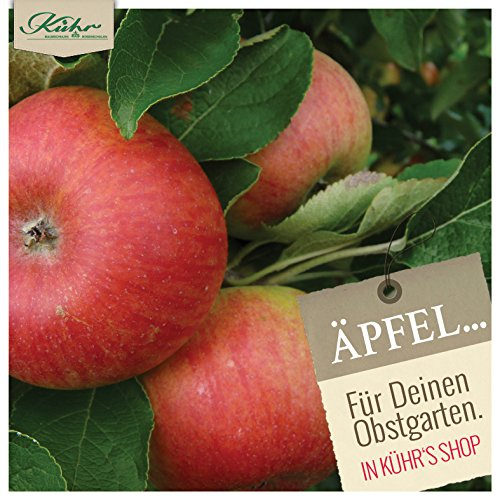 Apfel Spartan Busch im 7,5 l Topf, 60 cm Stammhöhe