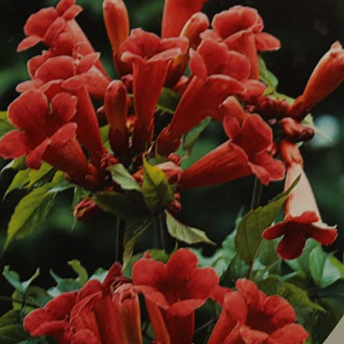 Campsis radicans 'Flamenco' von Intragarten | Amerikanische Klettertrompete im Topf gewachsen | exotische und winterharte Blickfang Kletterpflanze