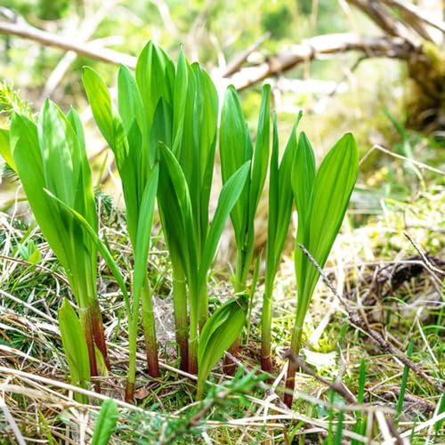 100 pz Semi di aglio orsino - Allium Ursinum - semi di erbe culinarie, piante da balcone resistenti Semi di aglio selvatico biologici regalo del giardino delle erbe, erbe culinarie