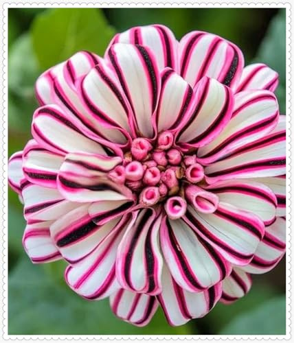 Bulbos de Dahlia | Uniformes,Frescos, Firmes,Naturales,Robustos,Viables-6 bulbos