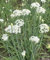 Vegetable Seeds for Planting UK, Variety Pack Varieties of Veg, Herb Grow Your Own. Easy to Grow Indoor, Outdoor Non-GMO (Garlic Chives 700 Seeds)
