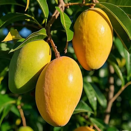 Mangobaum - bonsai bäumchen kaufen zimmerpflanze obstbaum pflanzenkübel biosaatgut hochbeet für balkon säulenobstbäume säulenobst dachbegrünung obstpflanzen topfpflanzen draußen 4samen