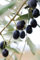 Pianta di Ulivo Albero di Olivo varietà Nolca Età 2 anni Pianta da esterno di Ulivo o Olea Europea Pianta vera da mangiare di Ulivo o Olivo venduta da eGarden.store