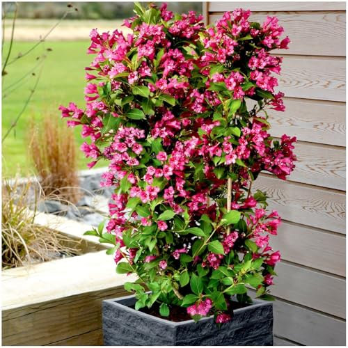 GrowOn Shrubs [2 Litre] Weigela Towers of Flowers 'Cherry' | Deciduous Shrub | Outdoor Garden Ready Plant | Spring and Summer Flowering | Red Flowers