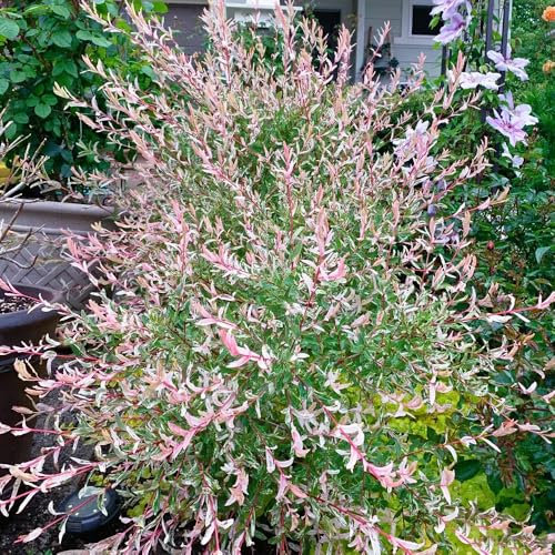 200 Pcs Harlekinweide Busch Samen - Immergrüne Pflanzen Winterhart, Bienenweide Saatgut Mehrjährig Harlekinweide Baum Samen, Baumsamen, Bonsai Samen Indoor Bonsai Tree Bäume Pflanzen,
