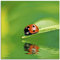 ARTland Wanddeko Glasbilder Wandbild Glas Bild einteilig 30x30 cm Quadratisch Natur Tiere Marienkäfer Blatt Wasser Reflektion Grün T5XI