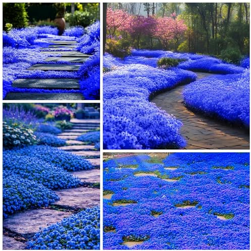 20500+ Magic Blue - Semi di timo striscianti per piantare piante di copertura del suolo Timo perenne Non OGM Thymus Serpyllum Seed Heirloom Carpet striscianti semi di fiori