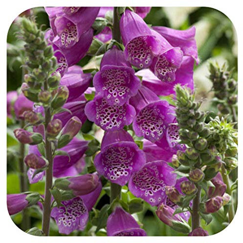 Foxglove Digitalis 'Dalmatian Purple' x 6 Large Perennial Cottage Garden Woodland Border Plug Plants