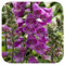 Foxglove Digitalis 'Dalmatian Purple' x 6 Large Perennial Cottage Garden Woodland Border Plug Plants