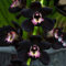 Saterkali Schwarze Orchideen samen, 200 Stück/Beutel Orchideen samen Nicht-GVO-natürliche Blumen samen gutes Ernte-Garten geschenk für zu Hause Samen