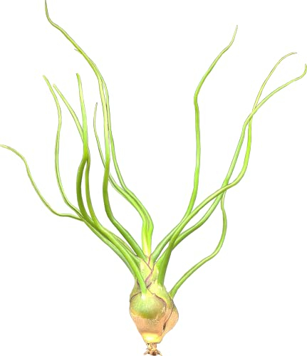 OmniPlants Tillandsien, Tillandsia bulbosa