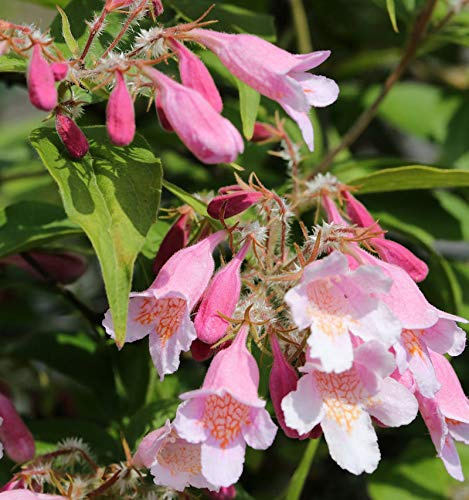 Perlmuttstrauch Pink Cloud 60-80cm - Kolkwitzia amabilis - lebende Gartenpflanze aus den Baumschulen