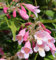 Perlmuttstrauch Pink Cloud 60-80cm - Kolkwitzia amabilis